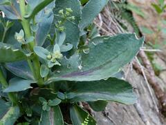 Hylotelephium maximum