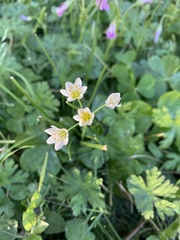 Nothoscordum bivalve