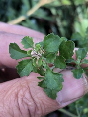 Sidymella trapezia