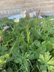 Nothoscordum bivalve