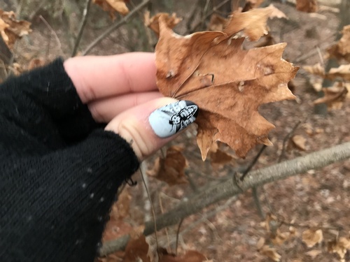 Little Gap Trail