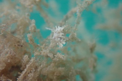 Okenia zoobotryon