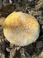 Amanita