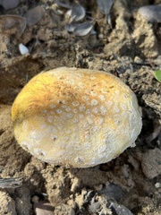 Amanita