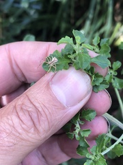 Sidymella trapezia
