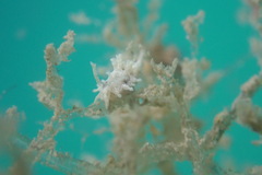 Okenia zoobotryon