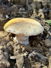 Amanita