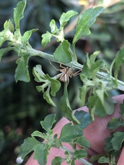 Sidymella trapezia