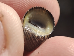 Nerita funiculata