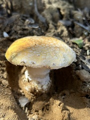 Amanita