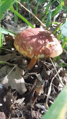 Boletus subfraternus