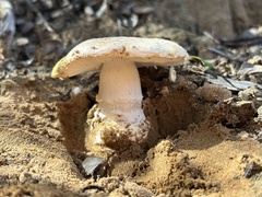 Amanita