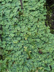 Plagiochasma rupestre