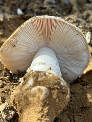 Amanita