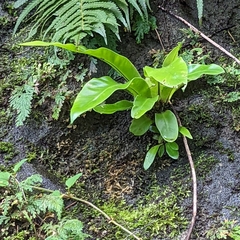 Asplenium nidus