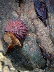 Echinometra lucunter