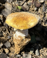 Amanita