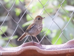 Catharus occidentalis