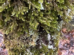 Forsstroemia trichomitria