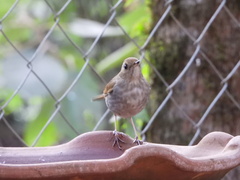 Catharus occidentalis