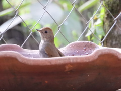 Catharus occidentalis