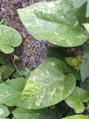Hewittia malabarica
