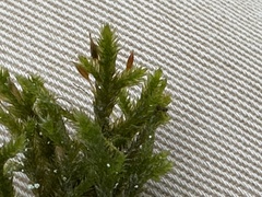 Forsstroemia trichomitria