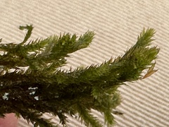 Forsstroemia trichomitria