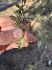 Ceanothus pauciflorus