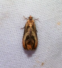 Olethreutes hamameliana