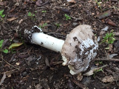 Amanita calyptratoides
