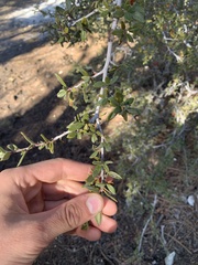 Ceanothus pauciflorus