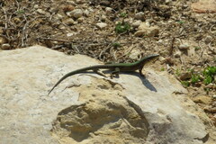 Podarcis filfolensis