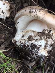 Amanita calyptratoides