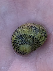 Nerita versicolor