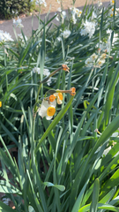 Narcissus tazetta