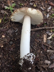 Amanita calyptratoides