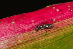 Cardiacephala secunda