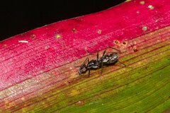 Cardiacephala secunda