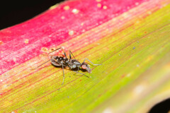 Cardiacephala secunda