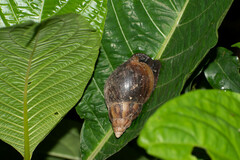 Lissachatina fulica