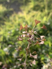 Capsella