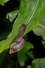 Lissachatina fulica