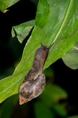 Lissachatina fulica