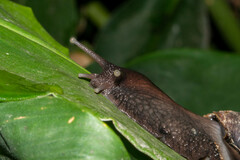 Lissachatina fulica