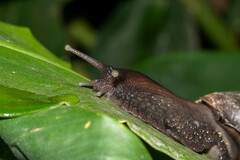 Lissachatina fulica