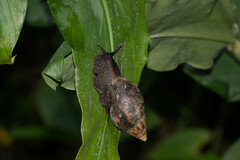 Lissachatina fulica