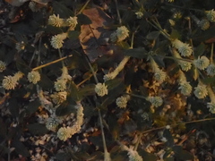 Gomphrena celosioides