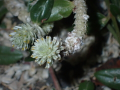 Gomphrena celosioides