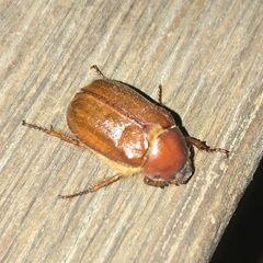 Xylonichus